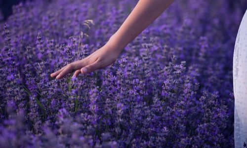 صورة مصغرة للدورة